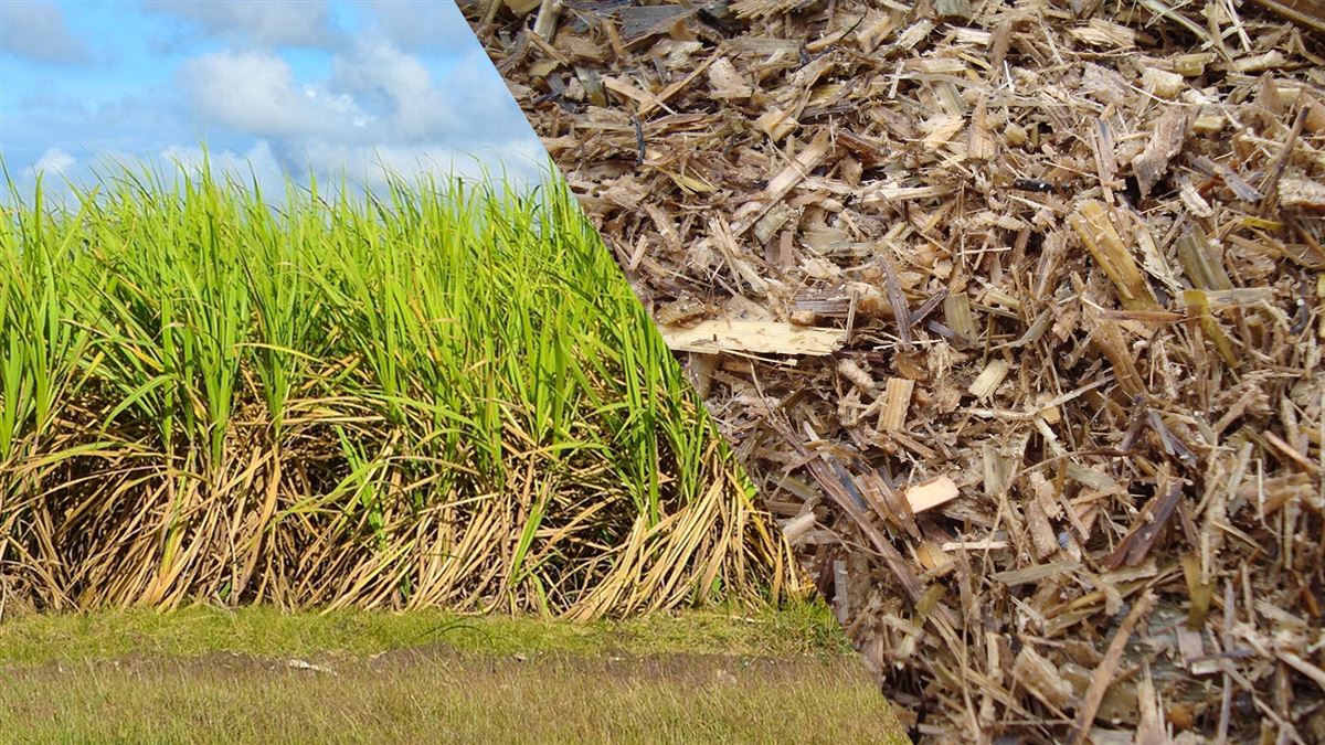 Silagem de canadeaçúcar na alimentação animal EducaPoint