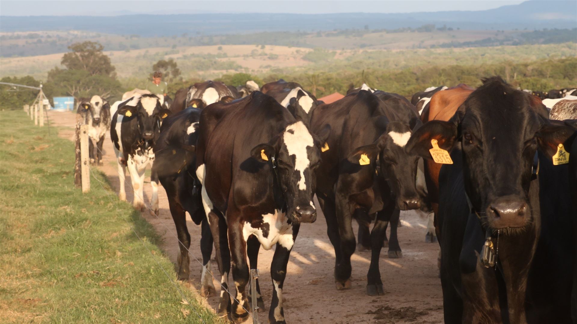 Bem-estar animal: estratégias de manejo que fazem a diferença na fazenda leiteira