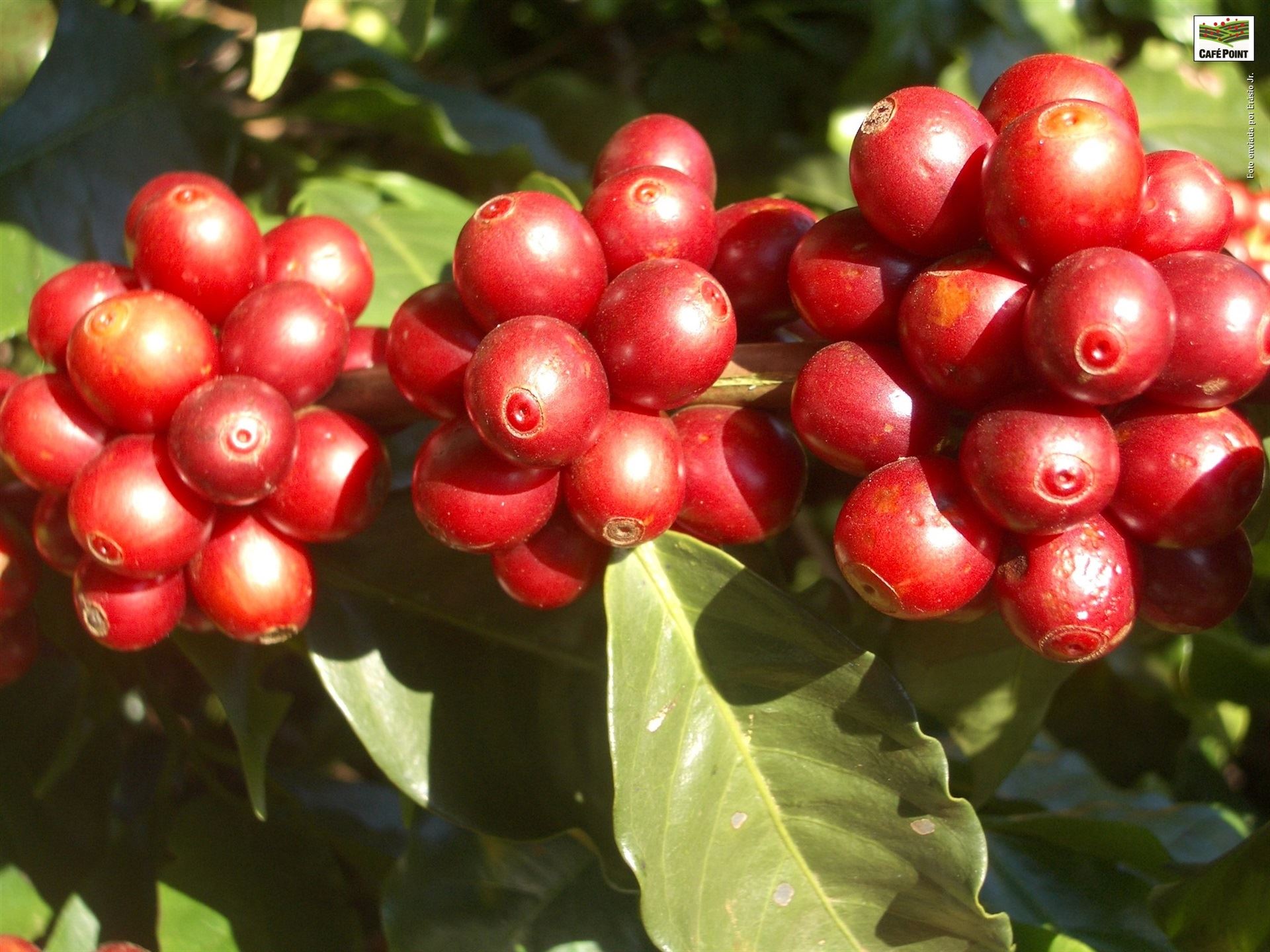 Correção do solo e adubação do cafezal