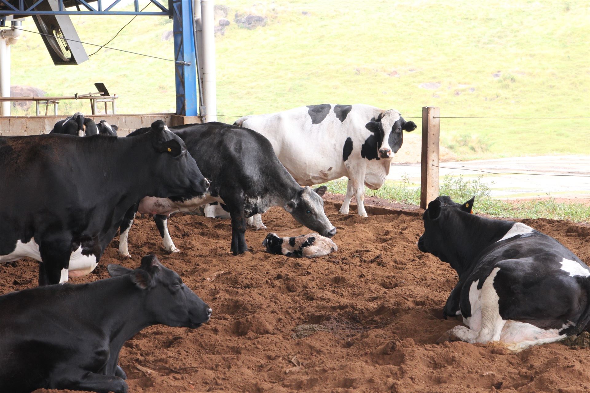 Manejo e nutrição de vacas em transição