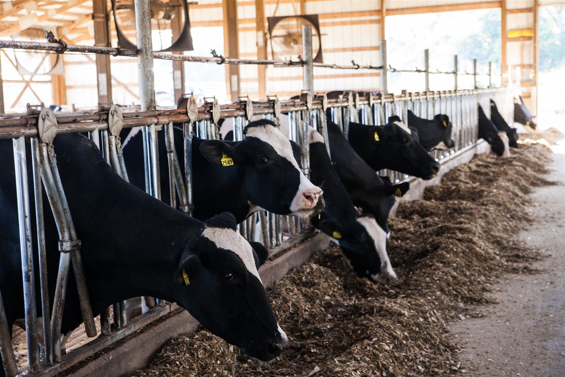 Nutrição de vacas leiteiras - Suplementação com aditivos