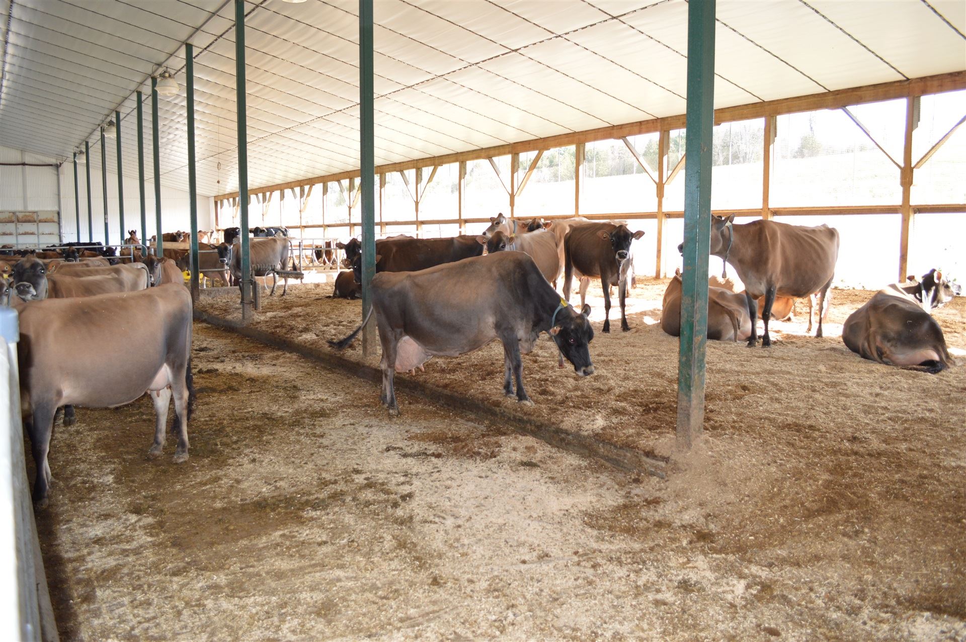 Sanidade e monitoramento de vacas em transição