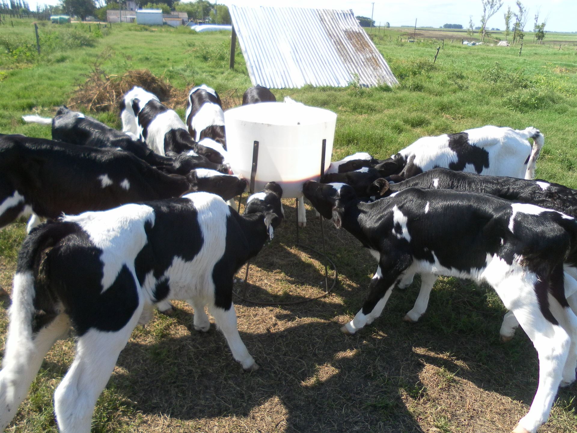 Aleitamento de bezerras com sucedâneos lácteos