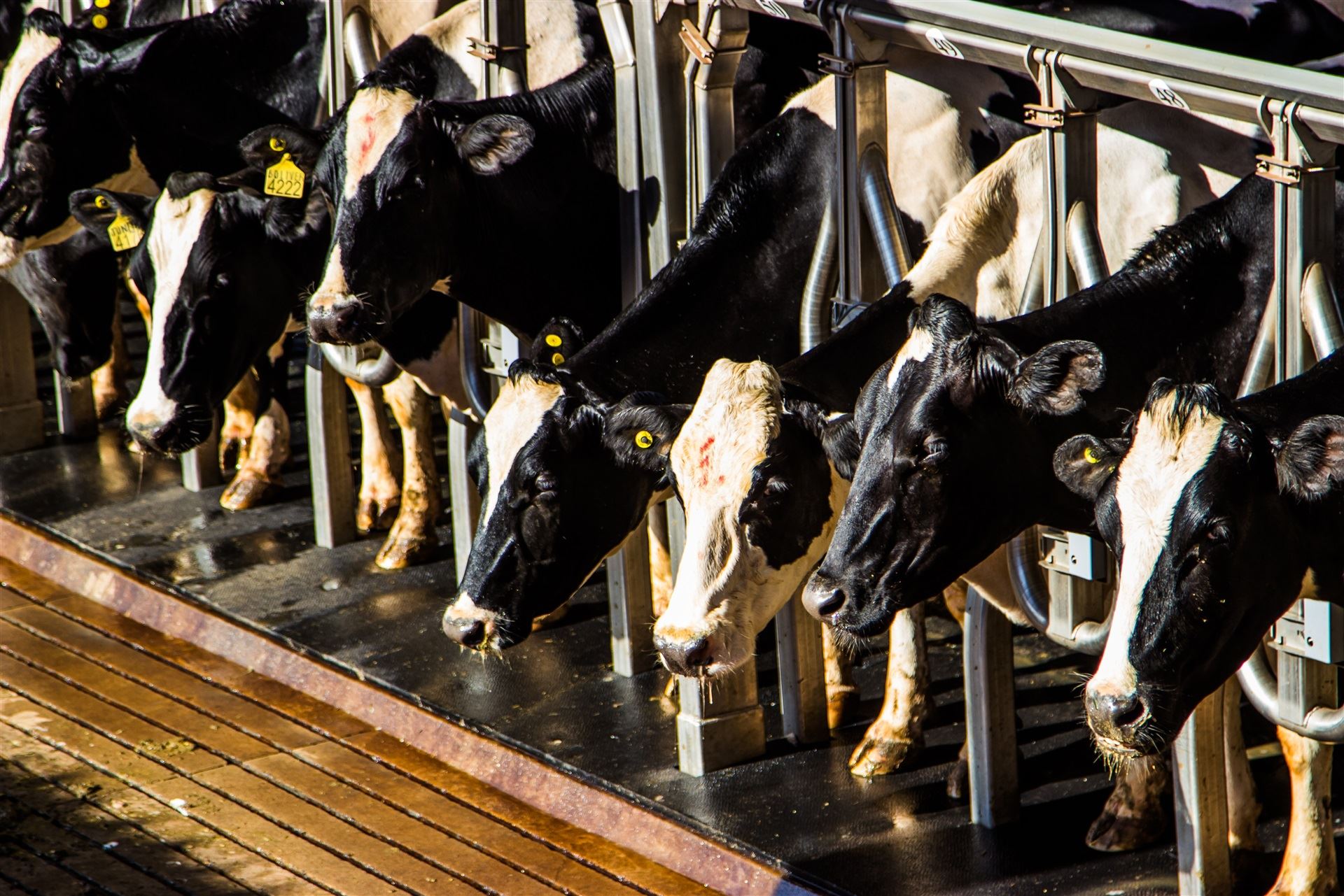 Índices zootécnicos: produtividade leiteira e composição do leite