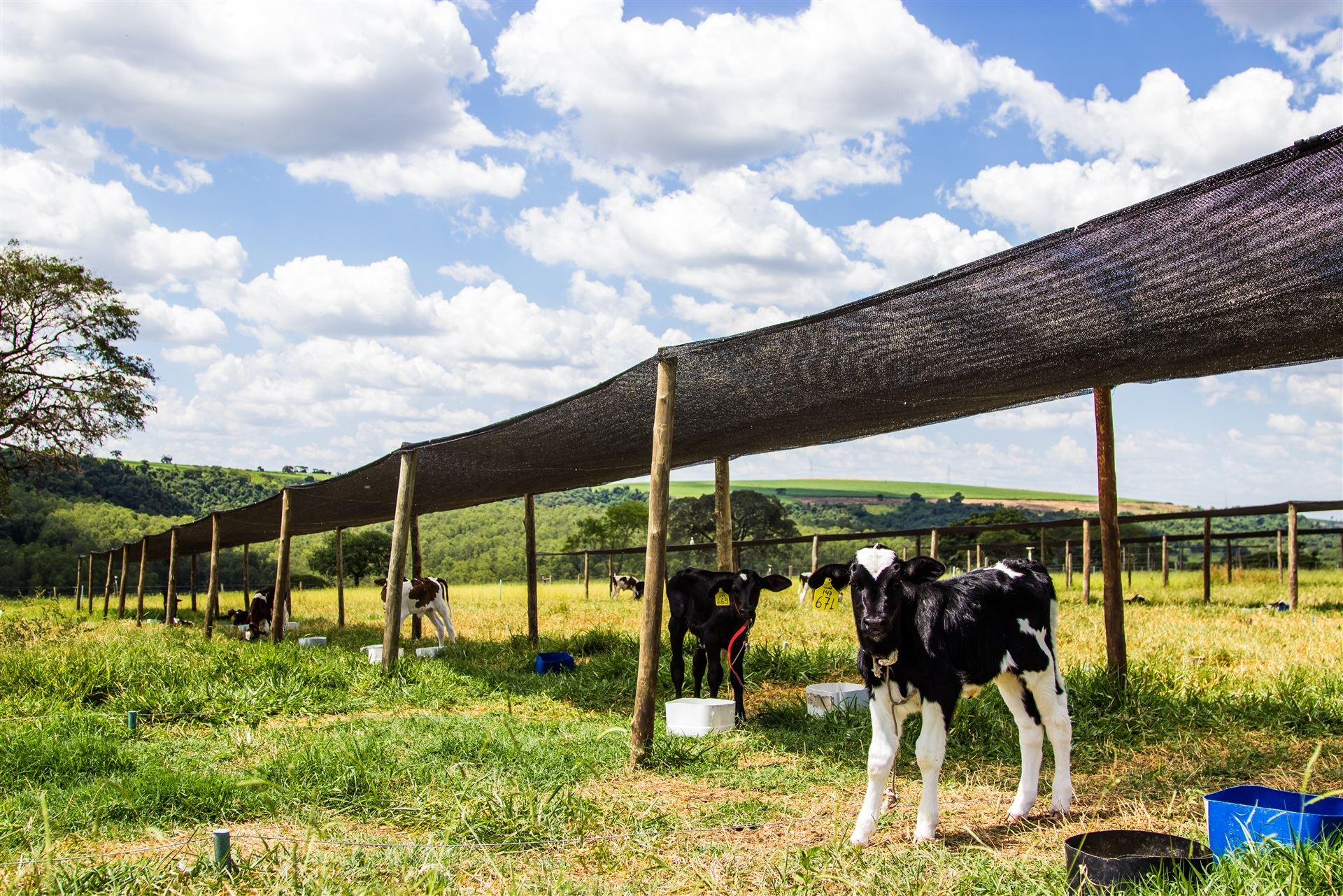 Índices zootécnicos: econômicos, criação de animais jovens e produção a pasto