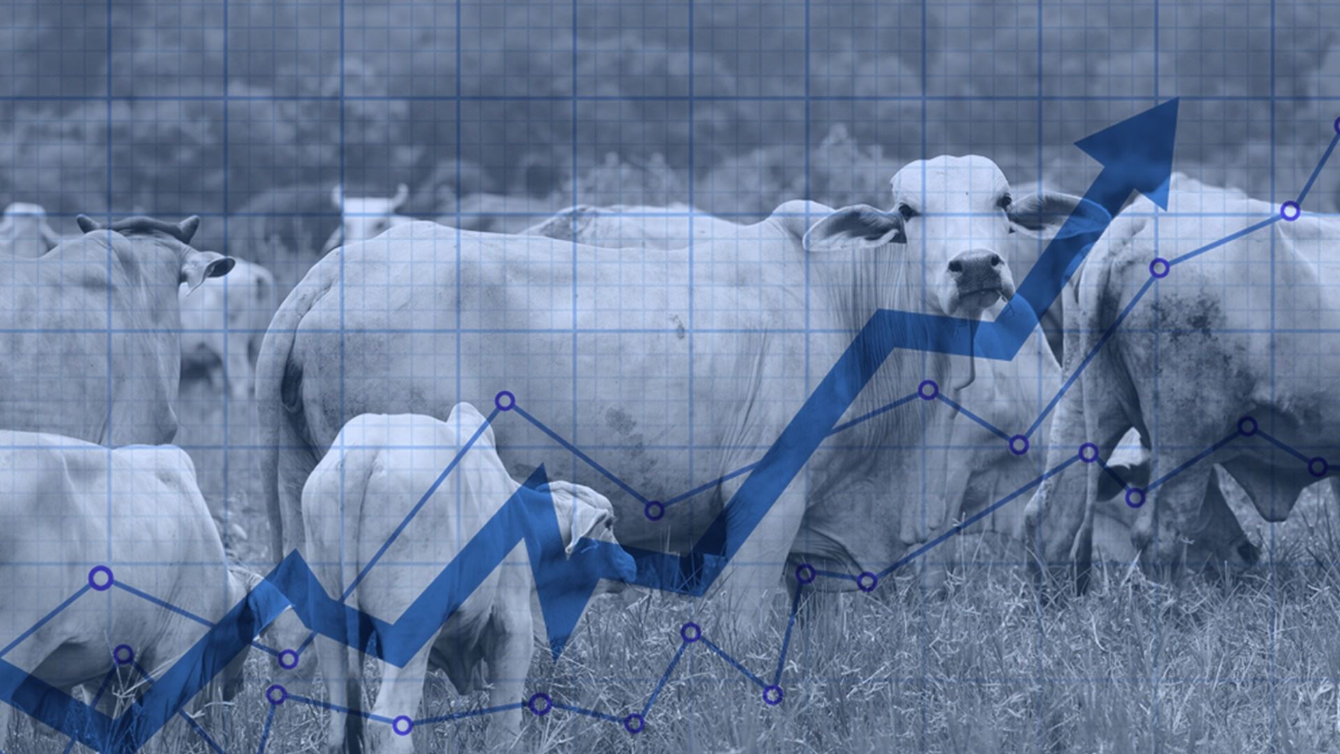 Mercado Pecuário: Compreendendo padrões e buscando tendências