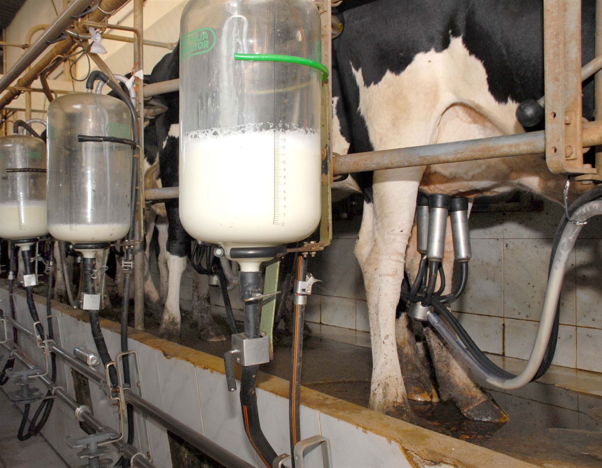 Inspeção de Leite e Derivados: Legislação atualizada