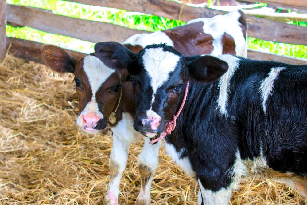 Sistemas coletivos para criação de bezerras