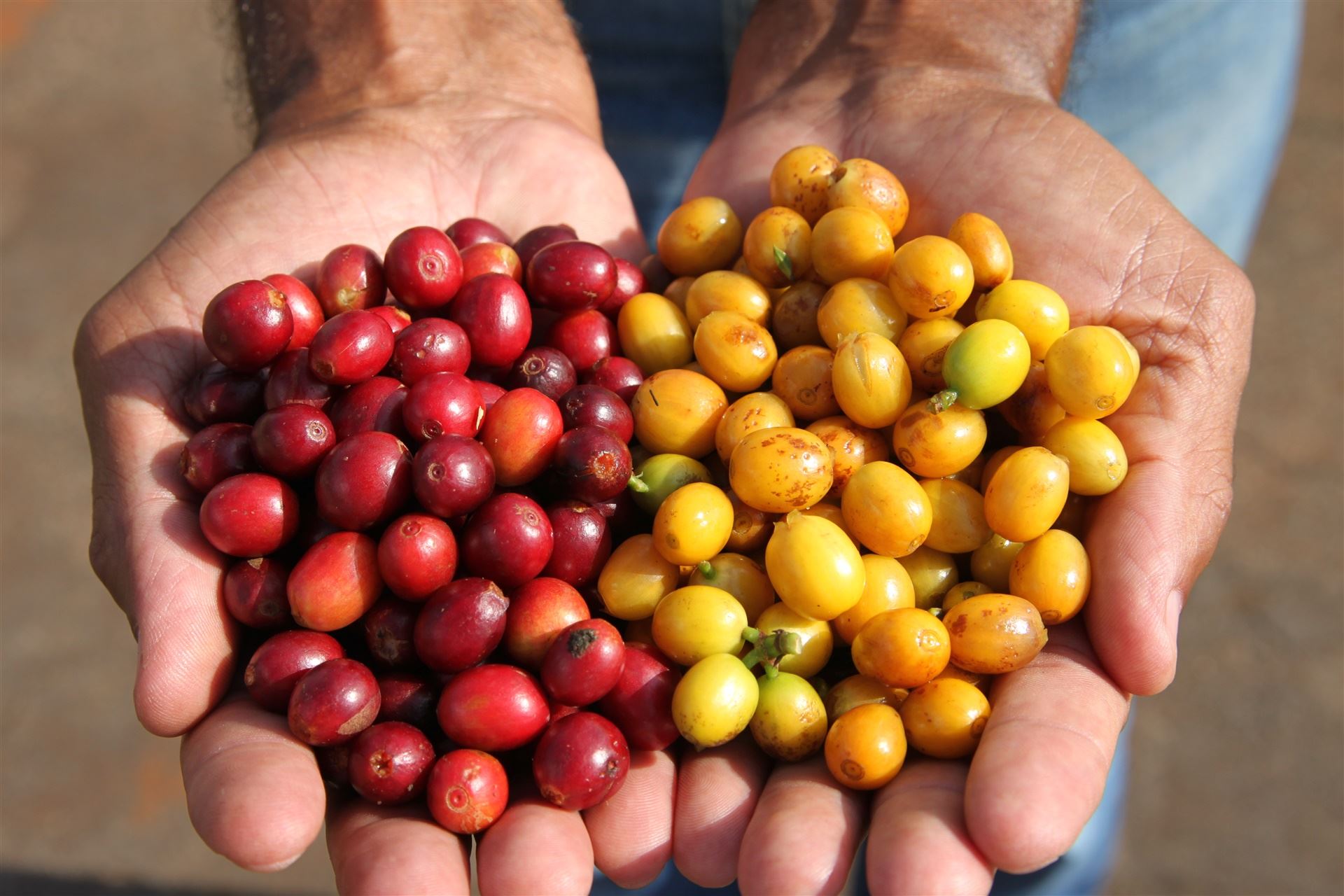 Tecnologias de colheita e pós-colheita do café