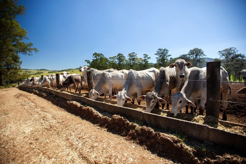 Bovinos em confinamento: uso de dietas com alto concentrado
