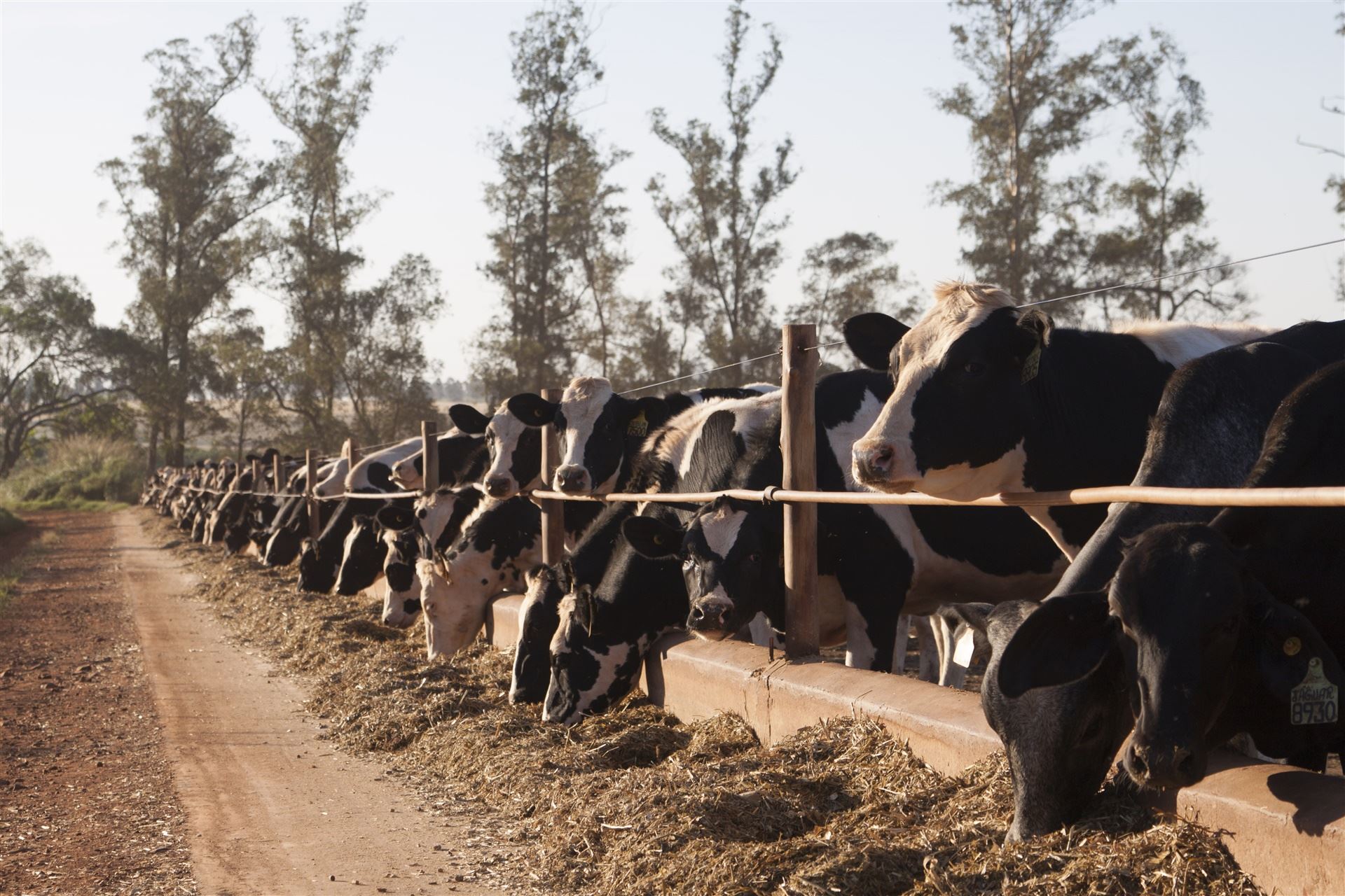 Formulação de dietas para vacas leiteiras - Parte 1