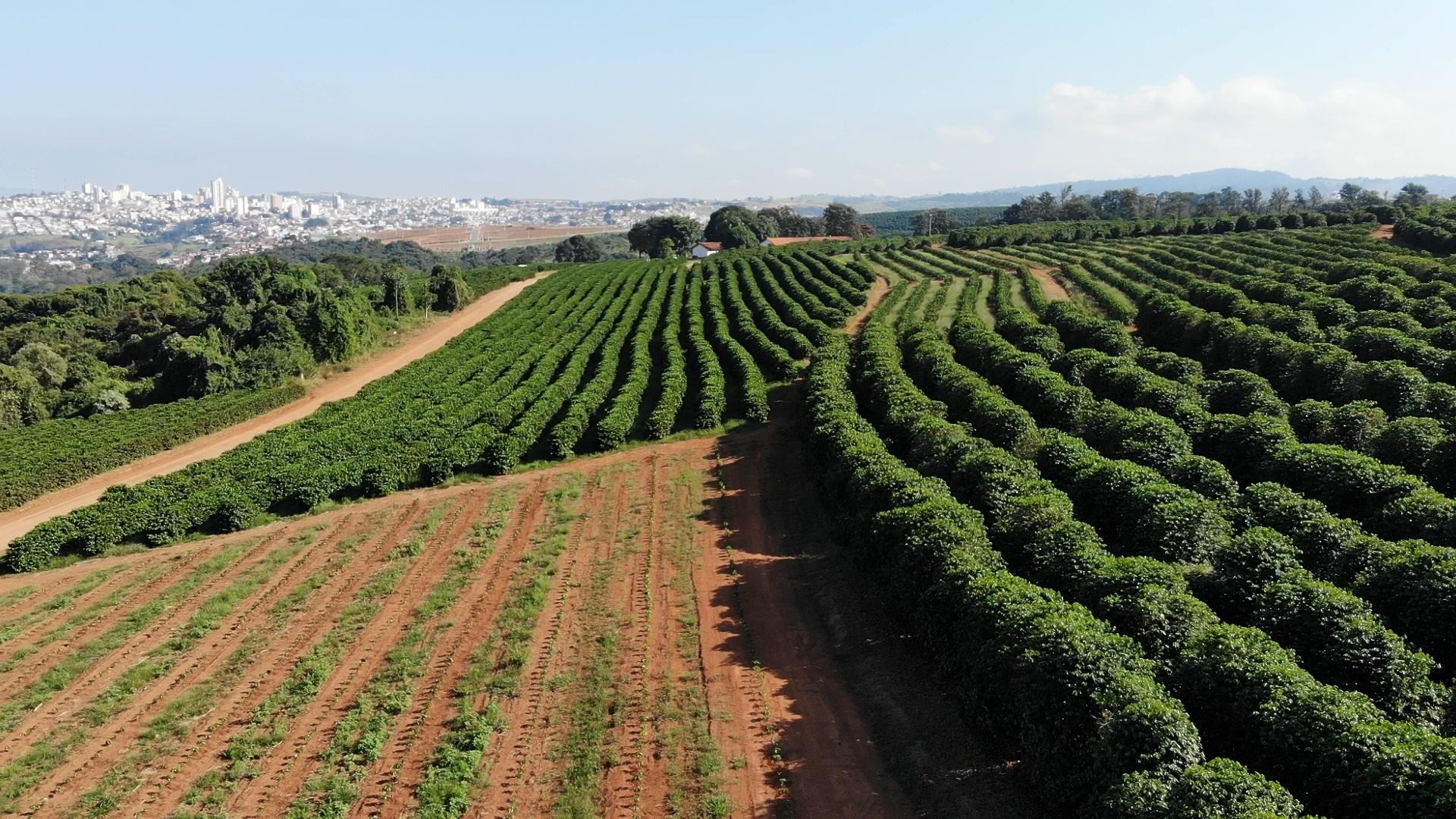 Plantio do café: práticas para formação do cafezal produtivo - Parte 1