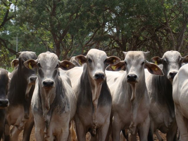 Fatores que afetam a qualidade da carne: da gestação ao abate