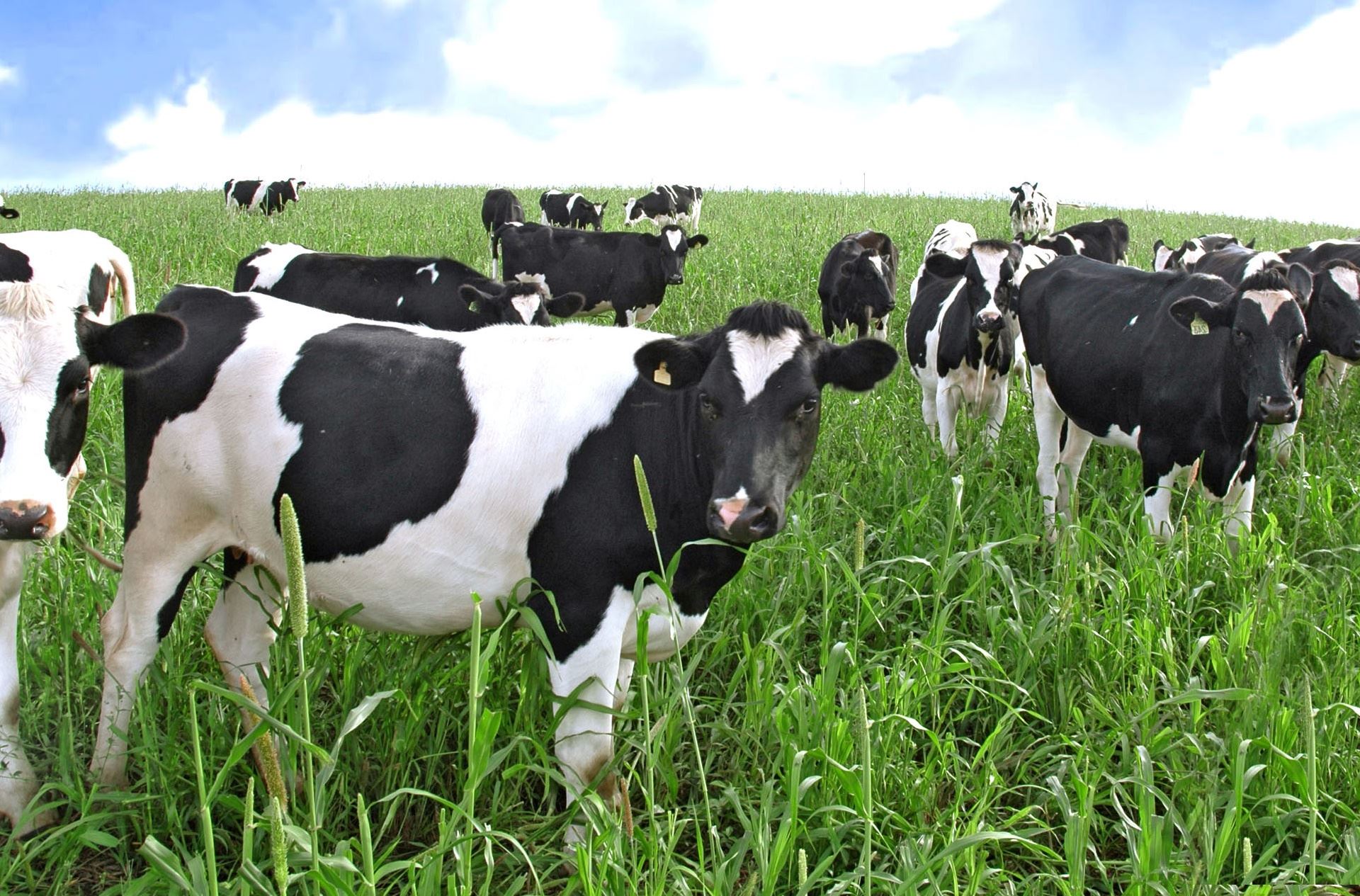 Planejamento alimentar para gado de leite em sistema de pastagem