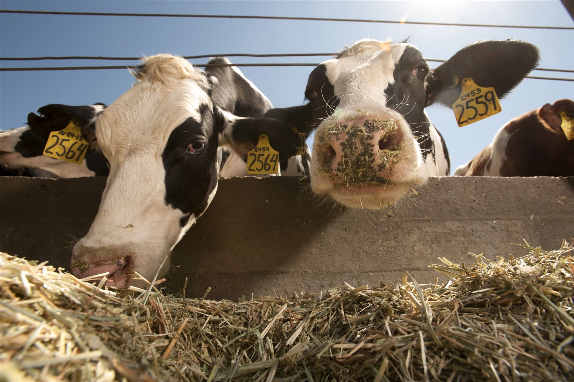 Manejo prático da alimentação: Do alimento à boca