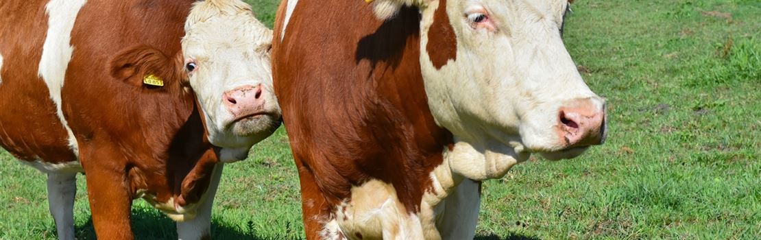 Três dicas para prevenir doenças clostridiais em sua fazenda leiteira