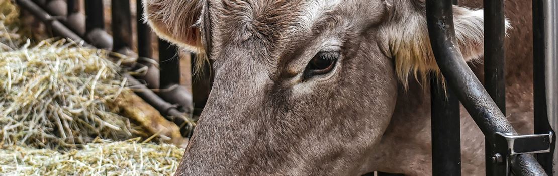 Qual o impacto da TMR na alimentação de vacas leiteiras?