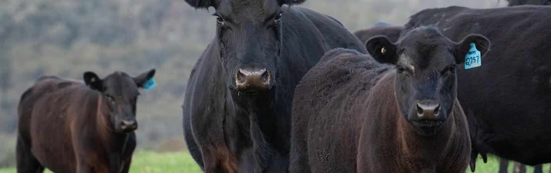 Influência do ECC na fertilidade de vacas de corte