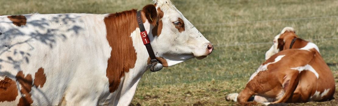 2 melhorias importantes no rebanho leiteiro para promover o bem-estar das vacas
