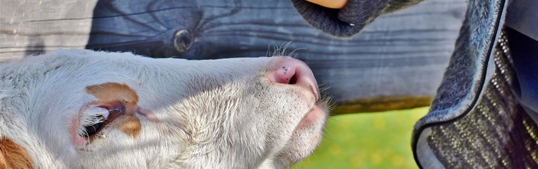 9 dicas para uma melhor interação entre novilhas leiteiras e humanos