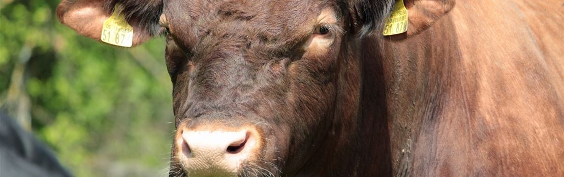 O trio da saúde do gado: Nutrição, vacinas e vermífugos