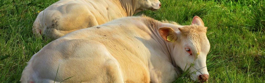 Por que usar DDG na alimentação de bovinos confinados?