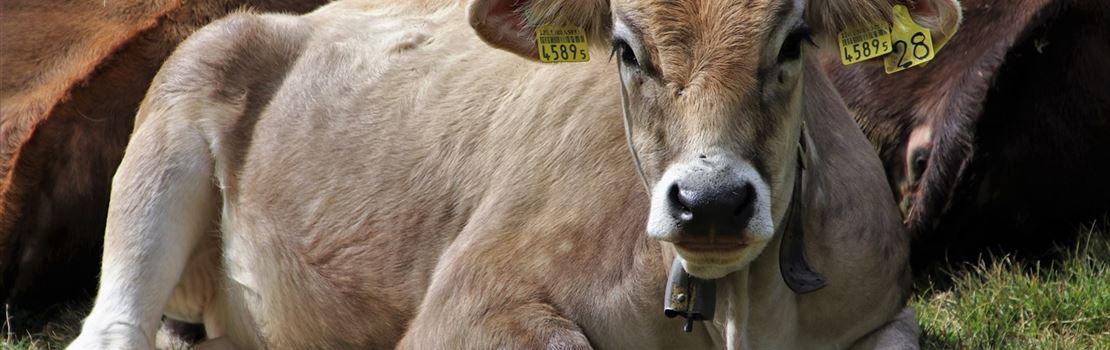 O que é melhor para vacas no período seco: dietas mais ou menos energéticas?
