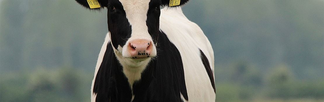 Já ouviu falar sobre a síndrome do intestino hemorrágico em vacas?