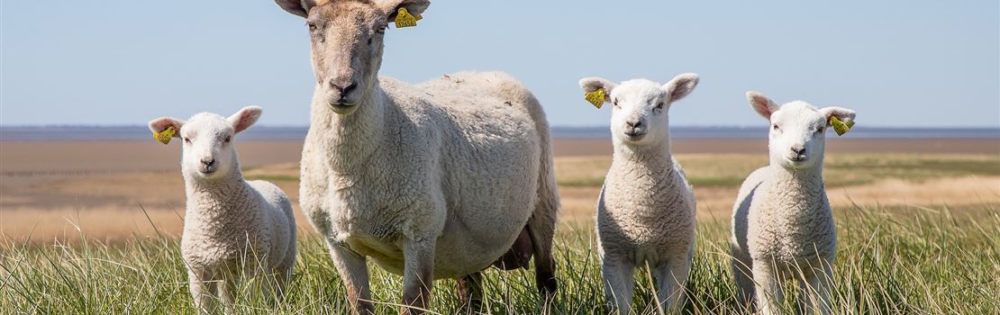 Escore de condição corporal: como isso afeta a taxa de prenhez de ovelhas?