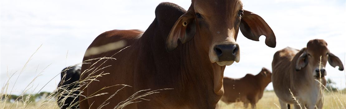 Como o ECC influencia na fertilidade de vacas de corte?