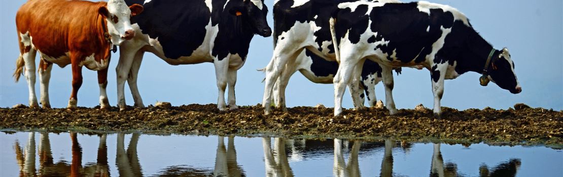 Não subestime a importância da água na dieta das vacas
