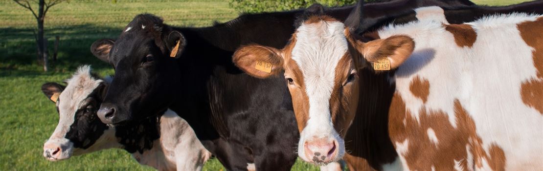 3 erros de manejo que prejudicam o planejamento alimentar da fazenda leiteira