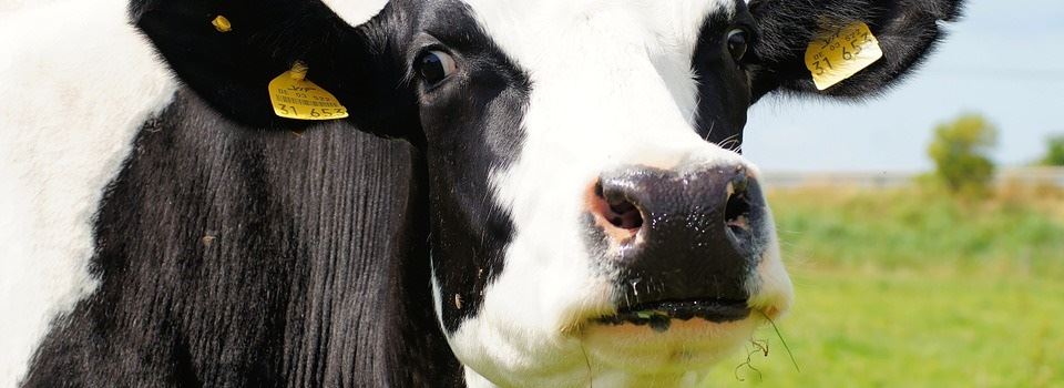 Deficiência de cobre em vacas leiteiras: o que fazer?