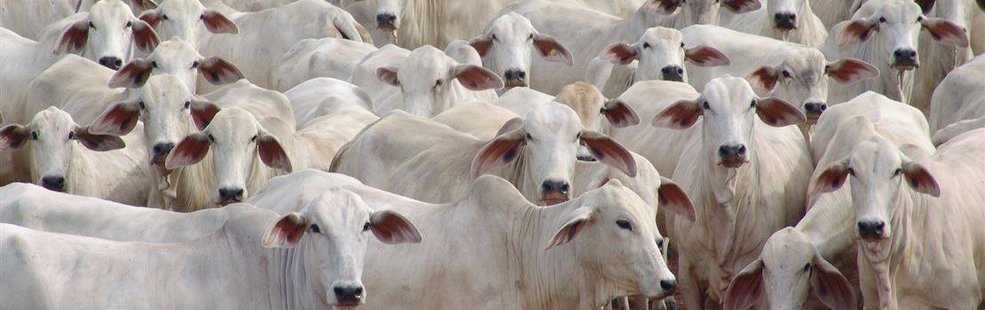 6 critérios para descartar o gado durante a seca