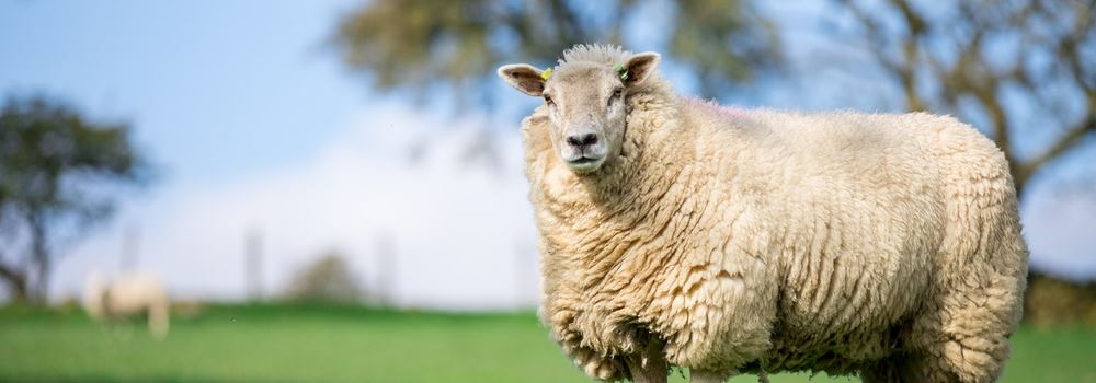 Suas ovelhas estão preparadas para o parto?