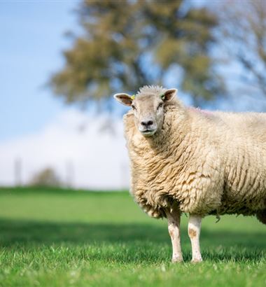 Suas ovelhas estão preparadas para o parto?