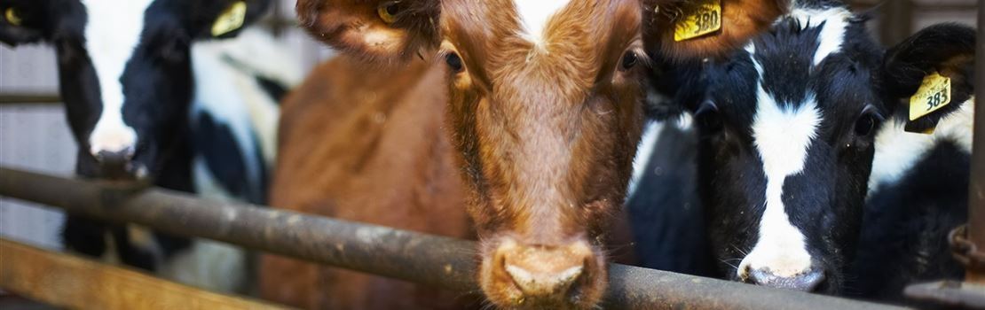 Controle do peso corporal ao parto melhora a fertilidade das vacas
