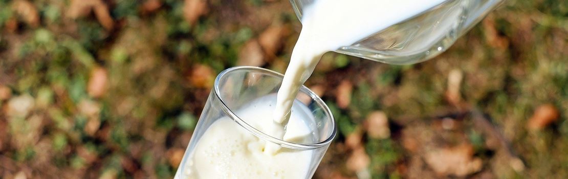 Como aumentar os níveis de proteína do leite?