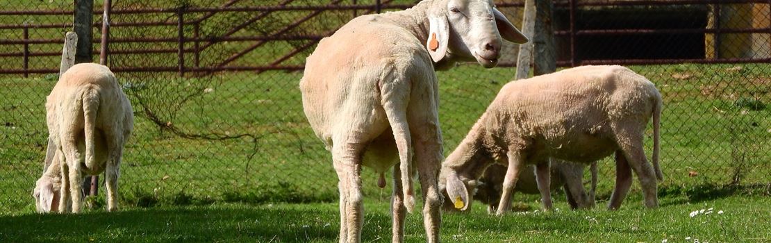 Mastite em ovelhas: o que você precisa saber