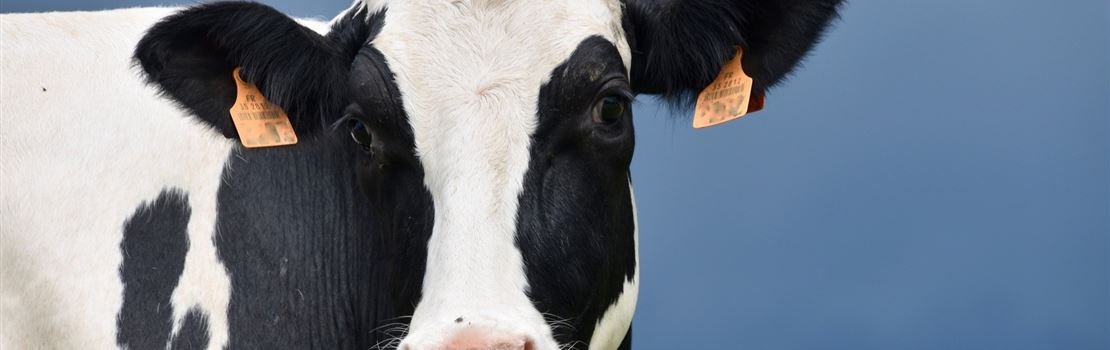 Nutrição de precisão e nutrientes dinâmicos: como usar em vacas leiteiras