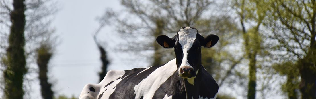 5 passos para prevenir a inflamação em vacas em transição