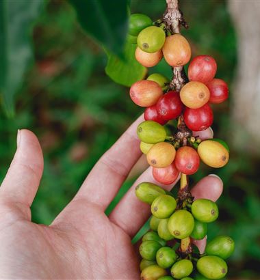 Melhores áreas para o plantio de café: como escolher?