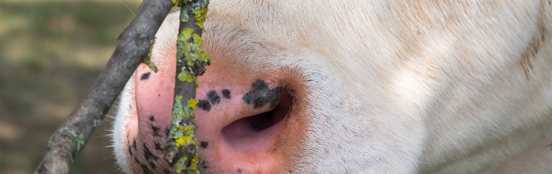Pneumonia: uma ameaça subestimada para vacas leiteiras adultas