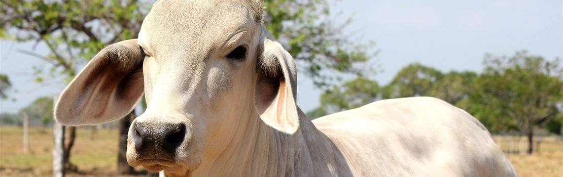 Evitar lesões no local da injeção ajuda a proteger o bem-estar do gado e perdas financeiras