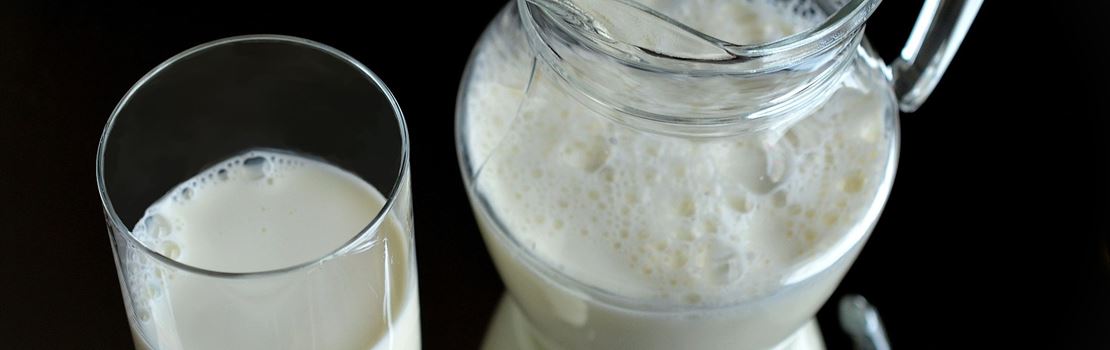Como as proteínas da dieta da vaca atuam na produção de leite?
