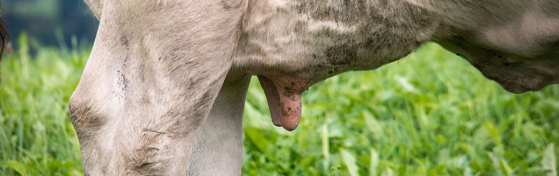 Ajude a reduzir o estresse na secagem das vacas