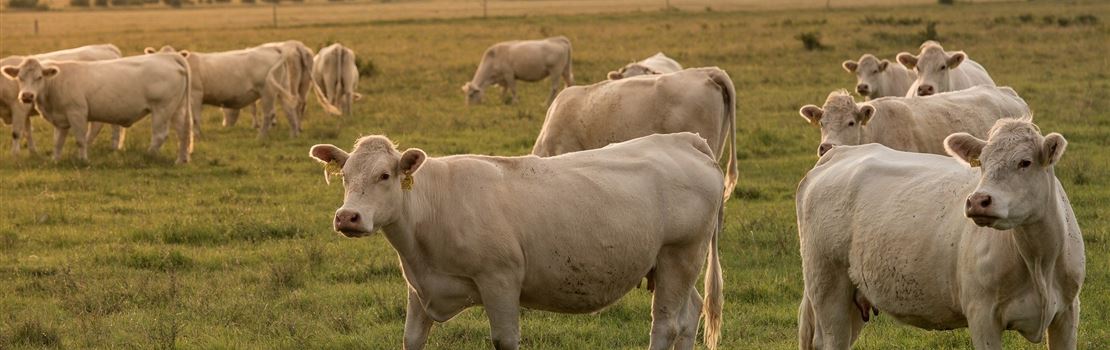 Cuidado com nitratos elevados em vacas prenhes