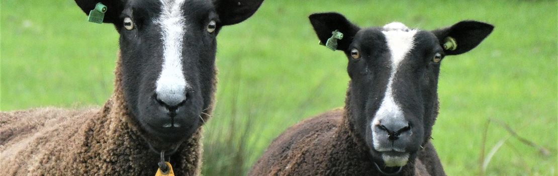 Agalaxia contagiosa em ovinos e caprinos: o que você precisa saber