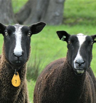 Agalaxia contagiosa em ovinos e caprinos: o que você precisa saber