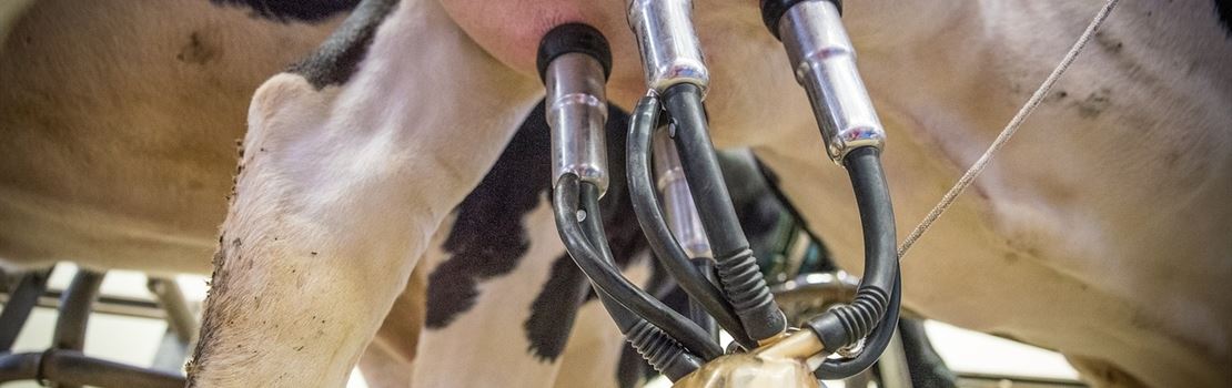7 dicas importantes para a produção de leite sustentável, com consequente maior ganho financeiro